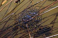 Northern Red-legged Frog Eggs