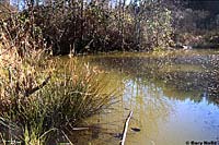 Northern Red-legged Frog habitat