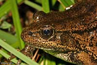 California Red-legged Frog