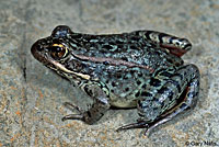 California Red-legged Frog