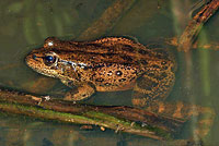 California Red-legged Frog
