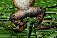 California Red-legged Frog