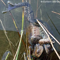 Sierran Treefrog