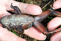 Northern Red-legged Frog