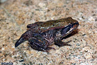 Northern Red-legged Frog