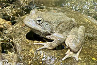 California Red-legged Frog
