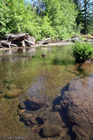 Foothill Yellow-legged Frog habitat