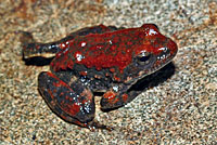 foothill yellow-legged frog