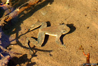 foothill yellow legged frog