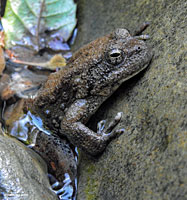 foothill yellow-legged frog