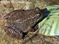 foothill yellow-legged frog
