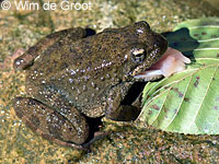 foothill yellow-legged frog