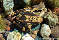 foothill yellow-legged frog
