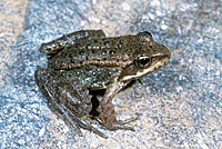 Cascades Frog