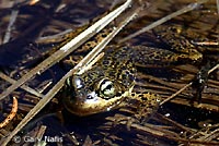 Cascades Frog