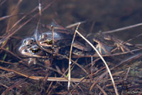 Cascades Frog