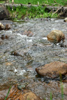 Cascades Frog