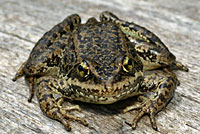 Cascades Frog