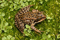 Cascades Frog