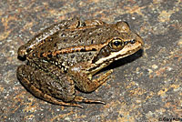 Cascades Frog