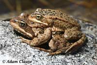 Cascades Frog