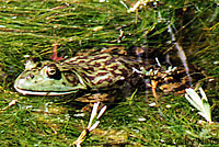 American Bullfrog