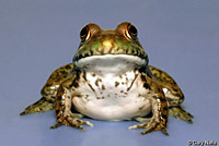 American Bullfrog Juvenile