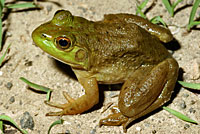 frog