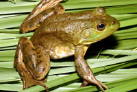 American Bullfrog