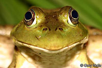 American Bullfrog