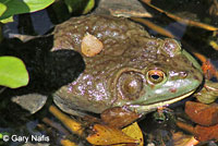 American Bullfrog