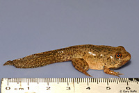 American Bullfrog Juvenile