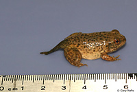 American Bullfrog Juvenile