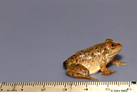 American Bullfrog Juvenile