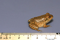 American Bullfrog Juvenile