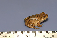 American Bullfrog Juvenile