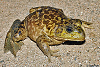 American Bullfrog