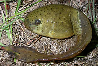 American Bullfrog Tadpole