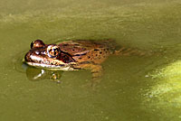 California Red-legged Frog