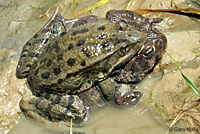 California Red-legged Frog