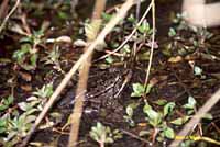 California Red-legged Frog