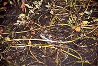 California Red-legged Frog