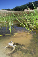 California Red-legged Frog