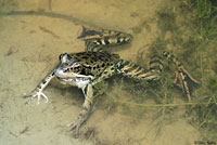 California Red-legged Frog