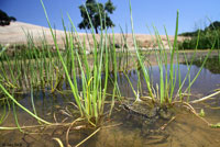 California Red-legged Frog