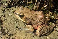 California Red-legged Frog