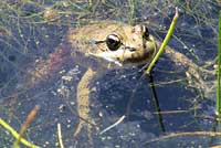 California Red-legged Frog