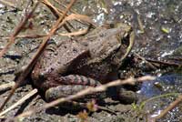 California Red-legged Frog