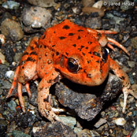 California Red-legged Frog