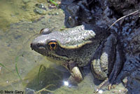 California Red-legged Frog